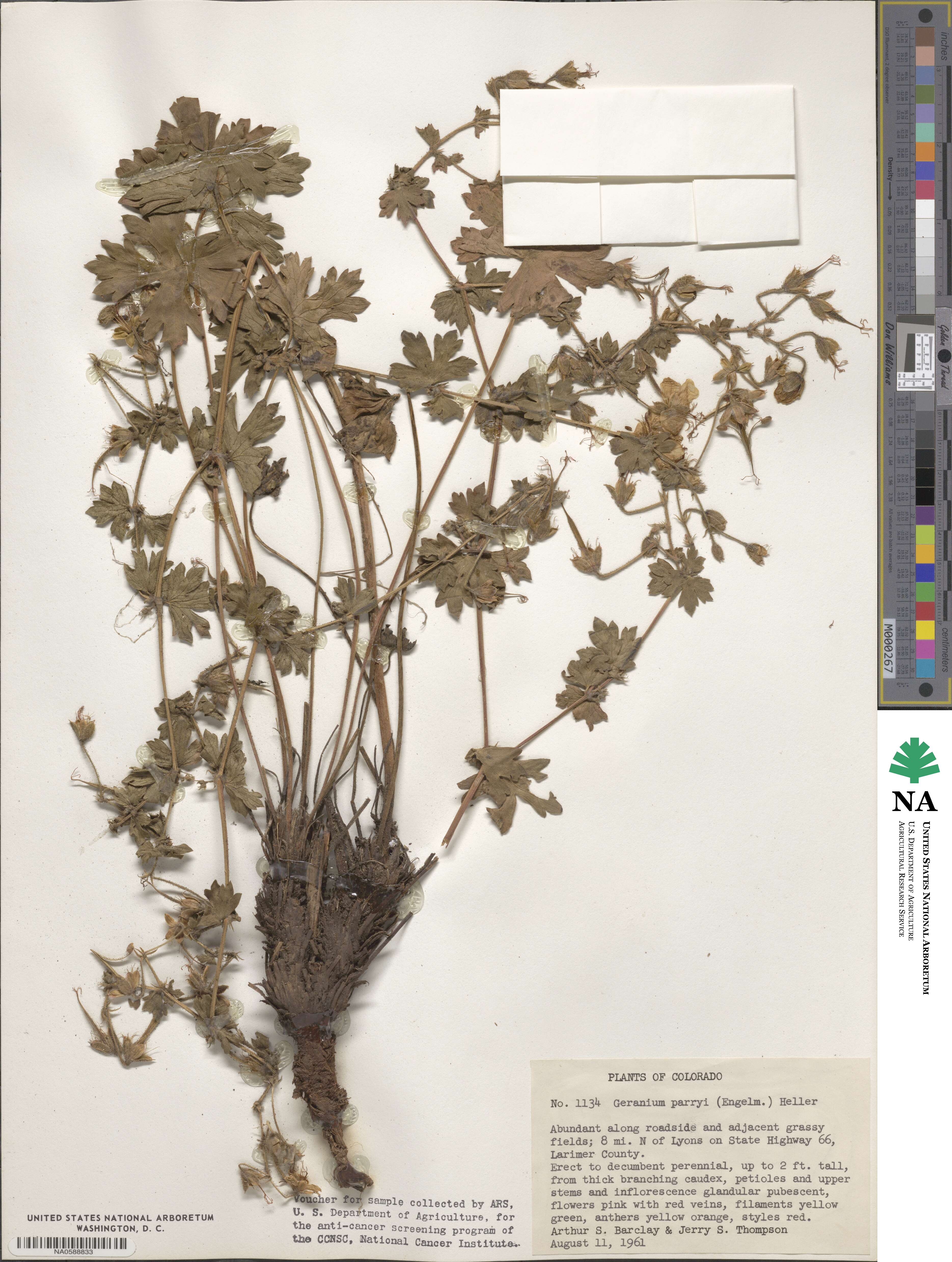 Geranium caespitosum image