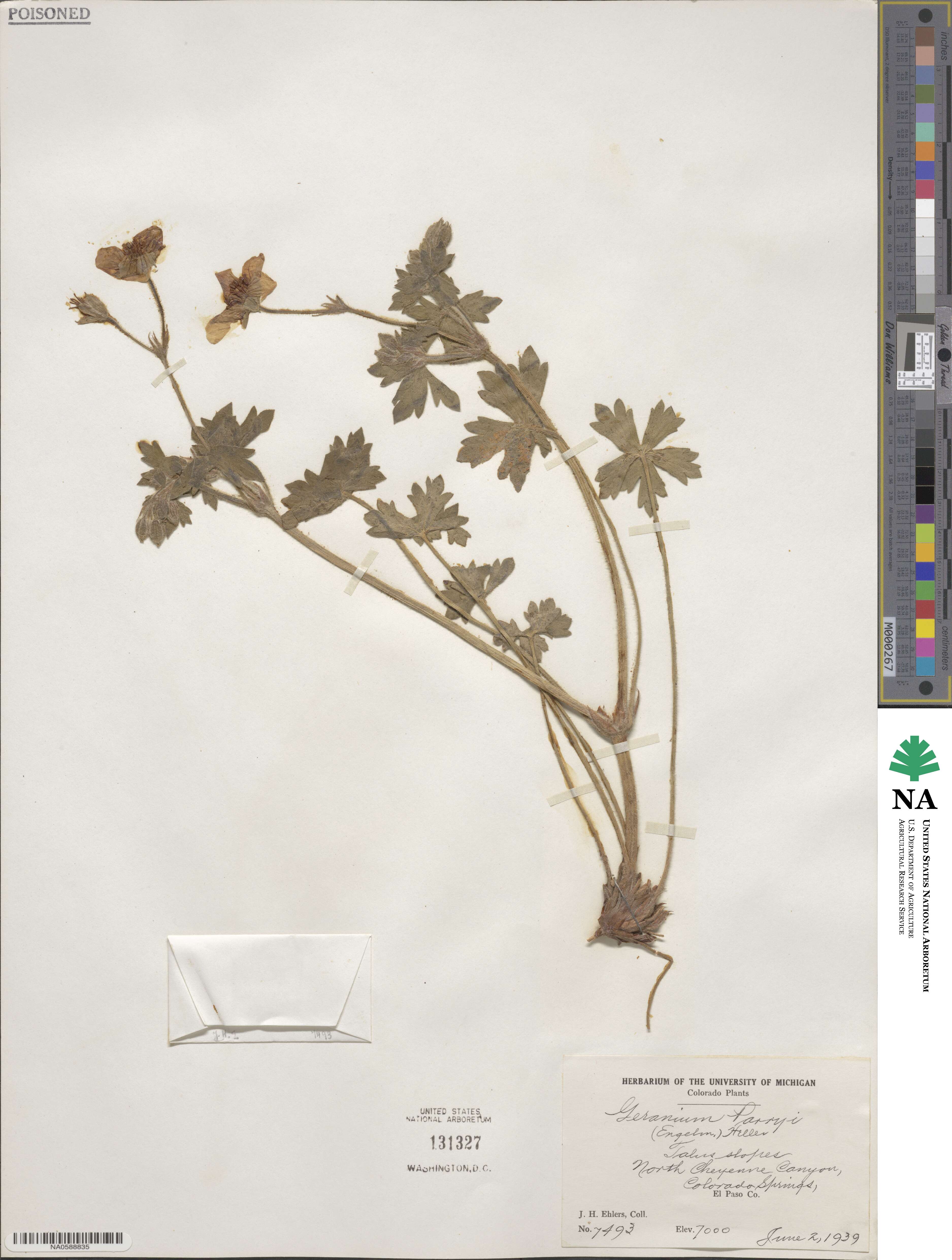 Geranium caespitosum image