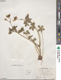 Geranium caespitosum image