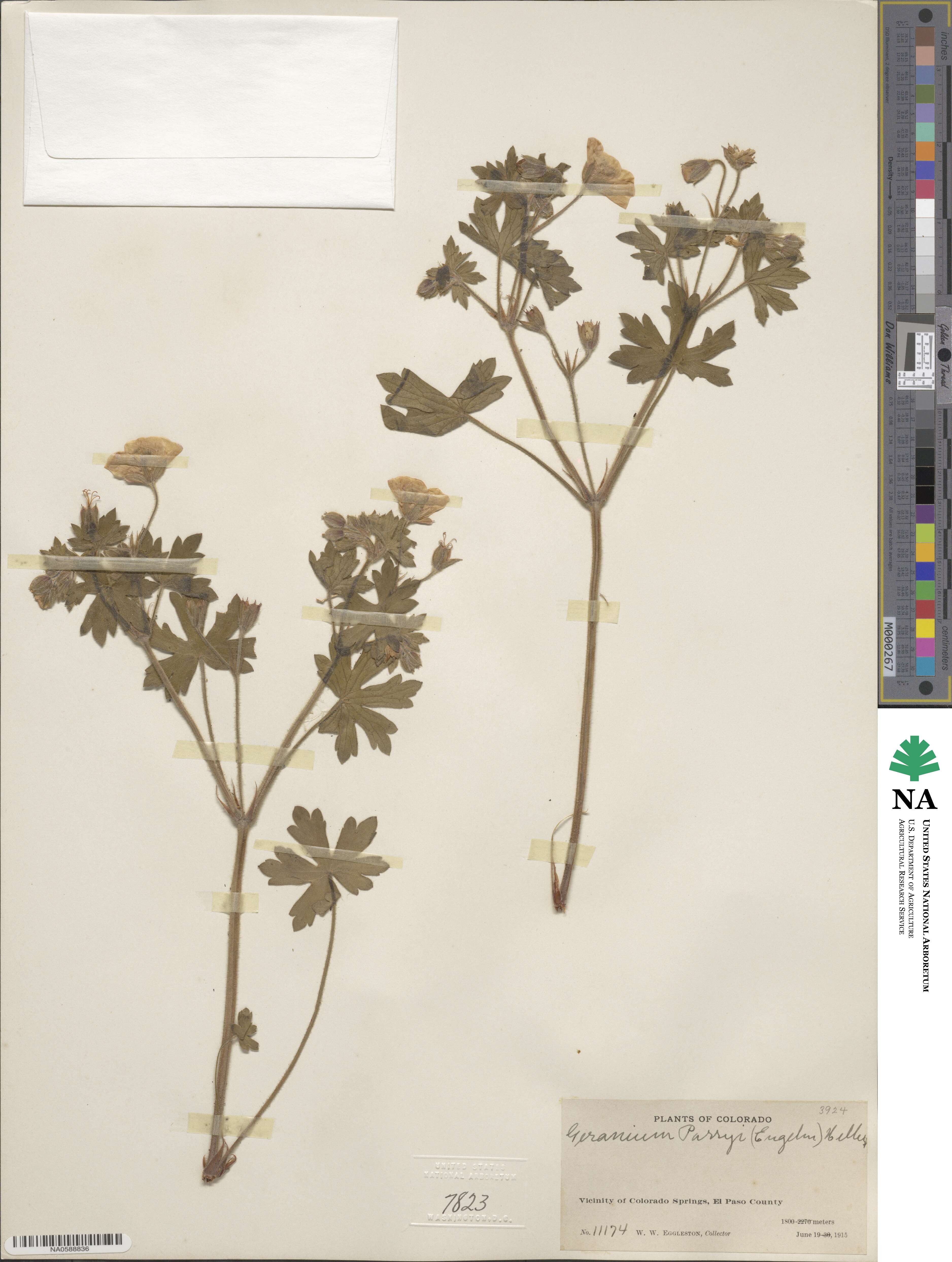 Geranium caespitosum image