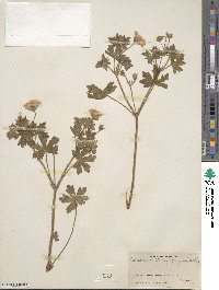 Geranium caespitosum image