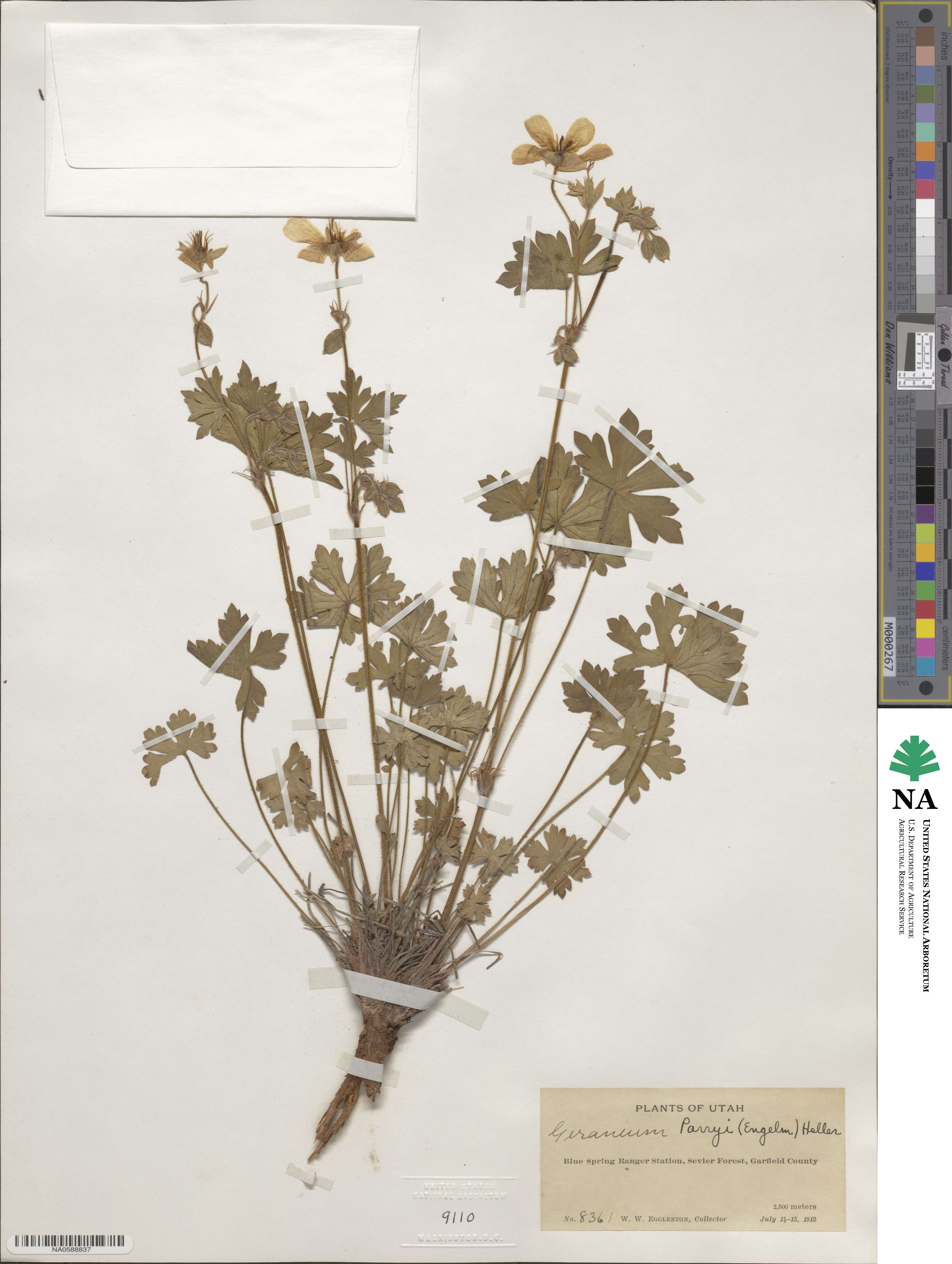 Geranium caespitosum image