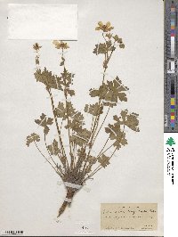 Geranium caespitosum image