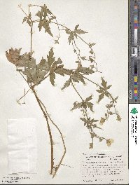 Geranium richardsonii image