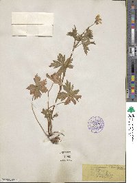 Geranium richardsonii image