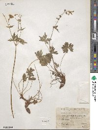 Geranium richardsonii image