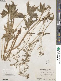 Geranium richardsonii image