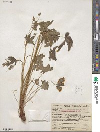 Geranium richardsonii image