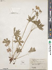 Geranium richardsonii image