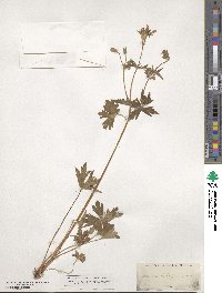 Geranium richardsonii image