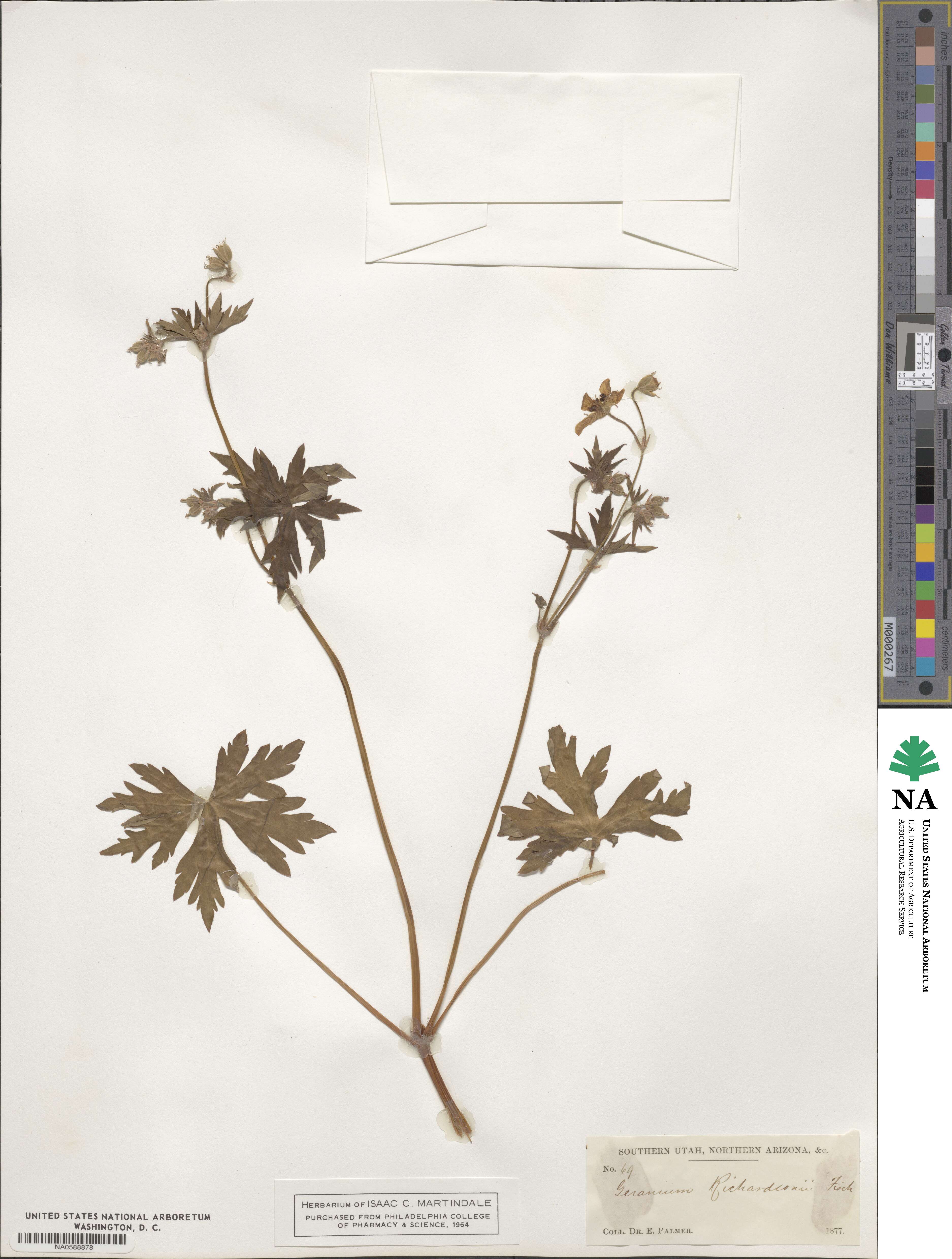 Geranium richardsonii image