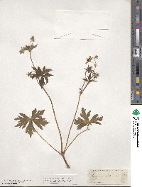 Geranium richardsonii image