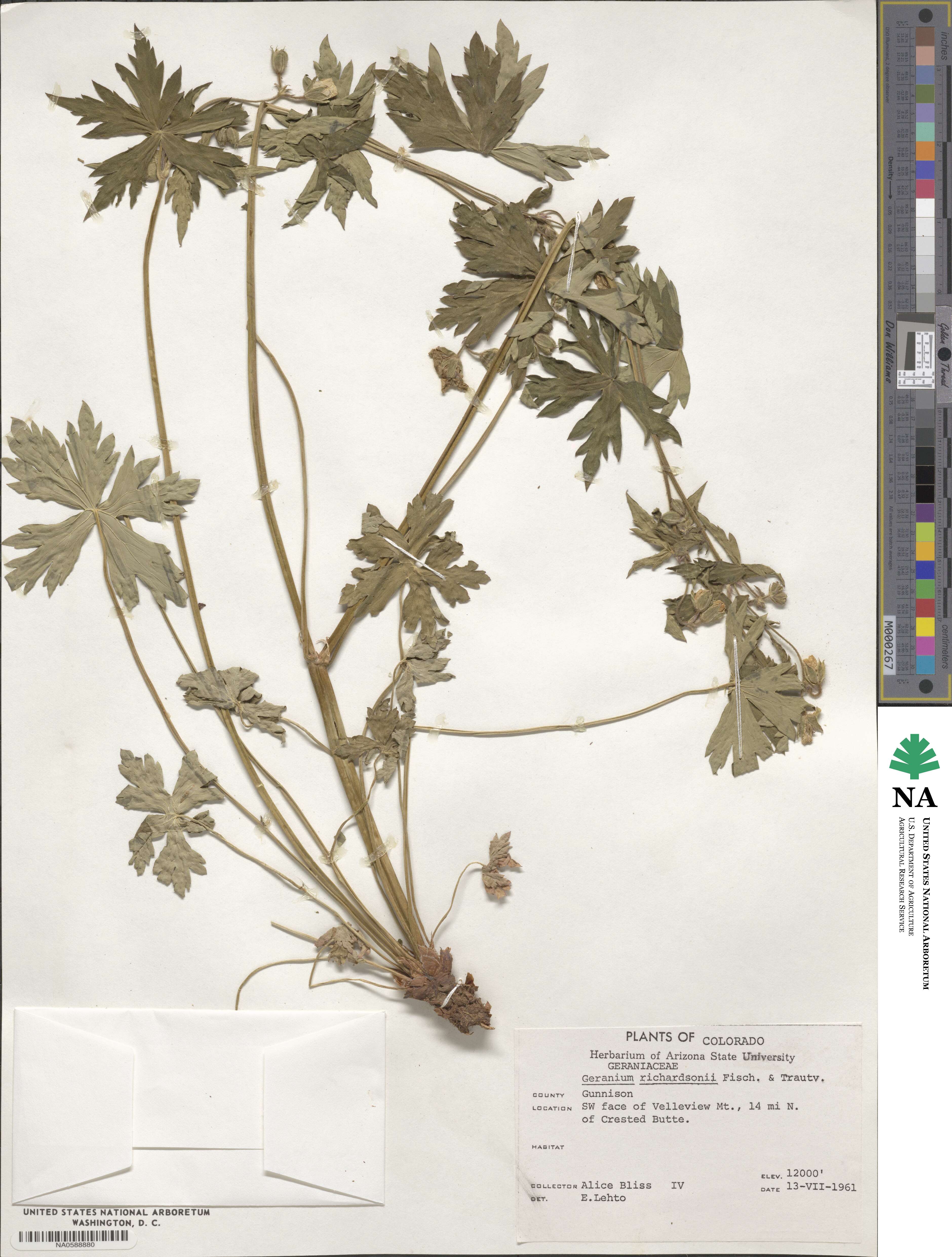 Geranium richardsonii image