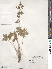 Geranium richardsonii image