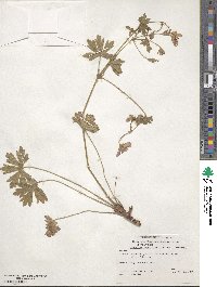 Geranium richardsonii image