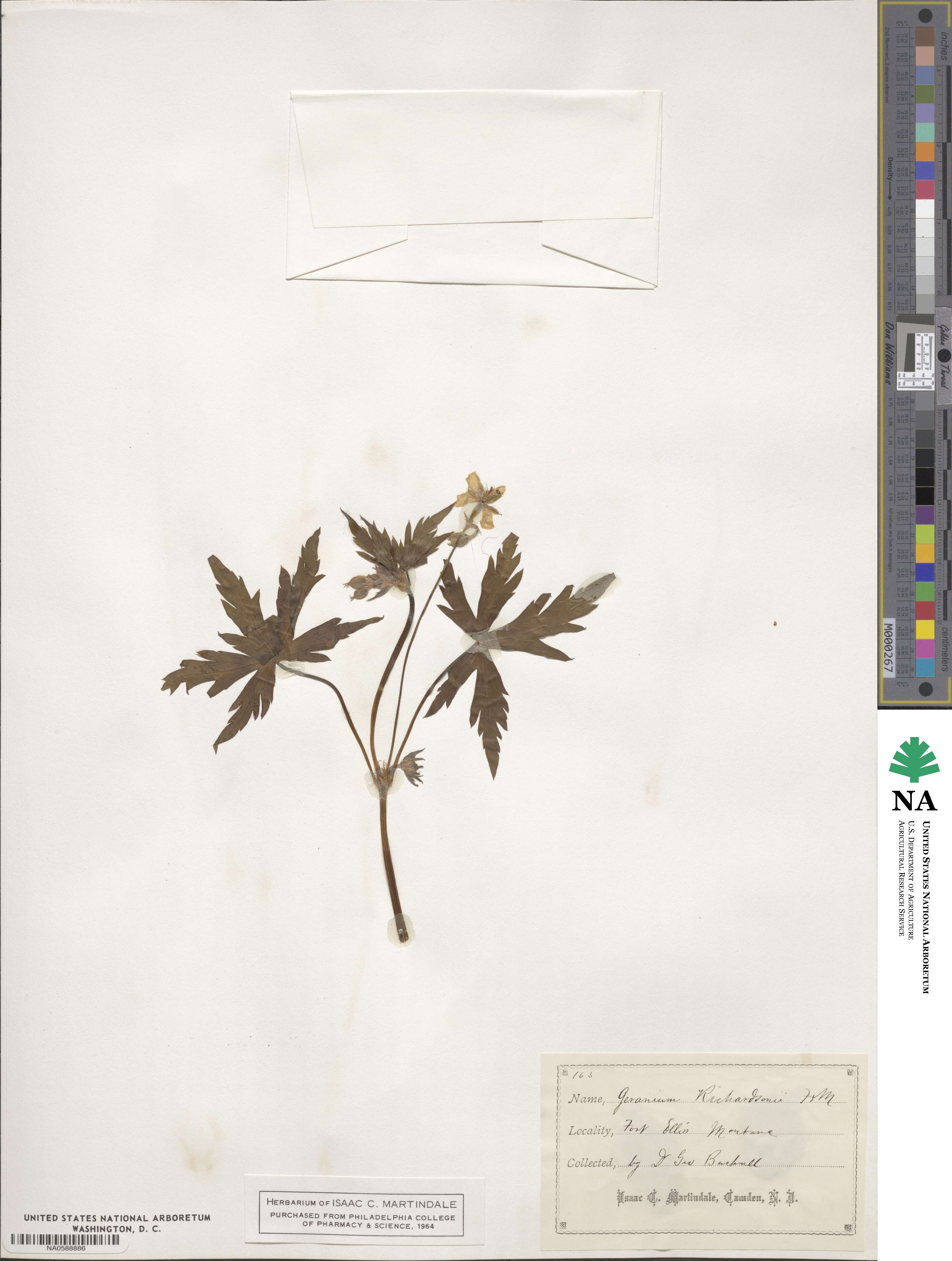 Geranium richardsonii image