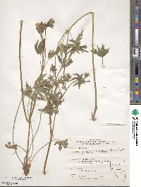 Geranium richardsonii image