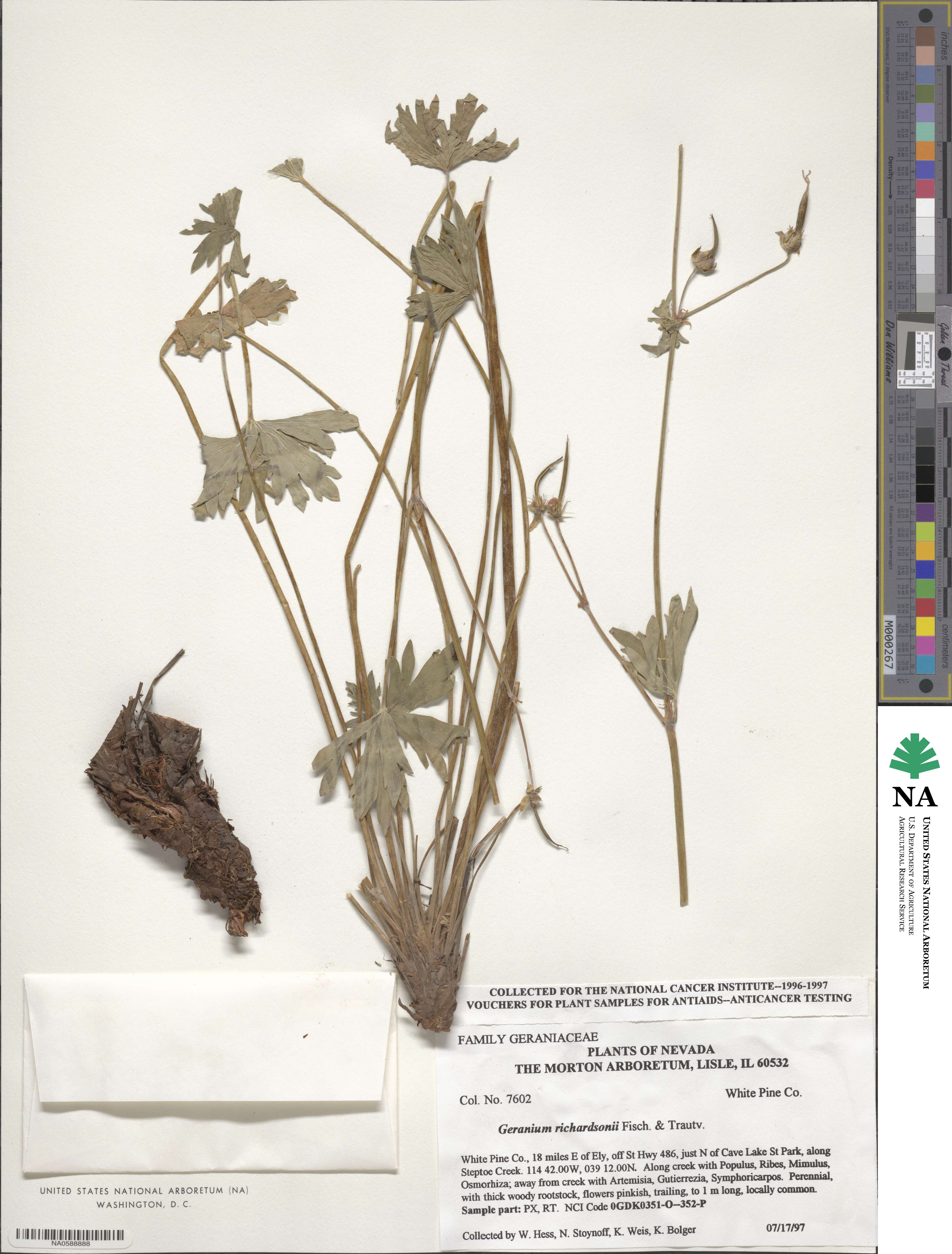 Geranium richardsonii image