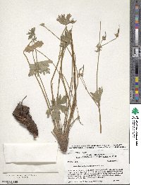 Geranium richardsonii image