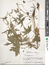 Geranium richardsonii image