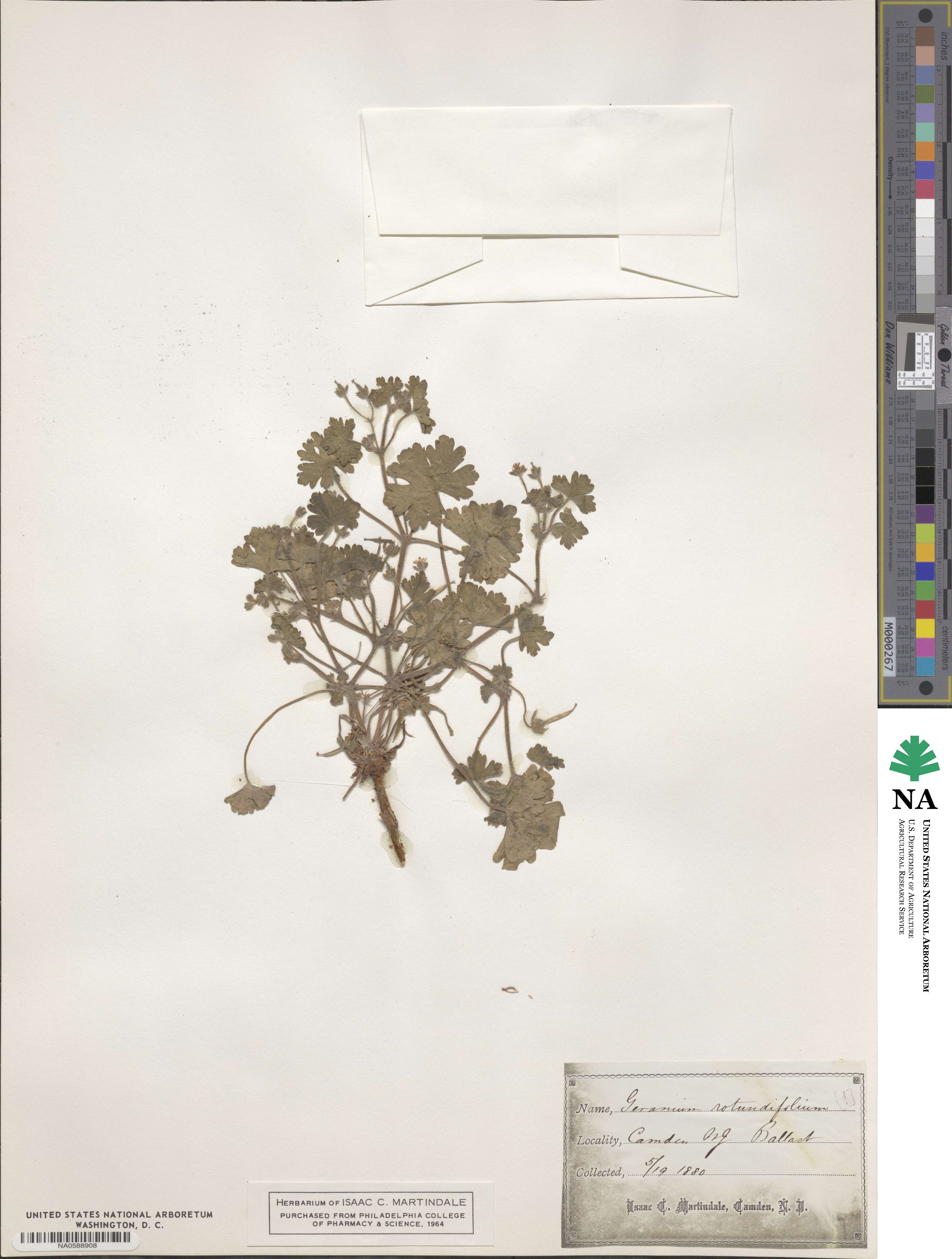 Geranium rotundifolium image