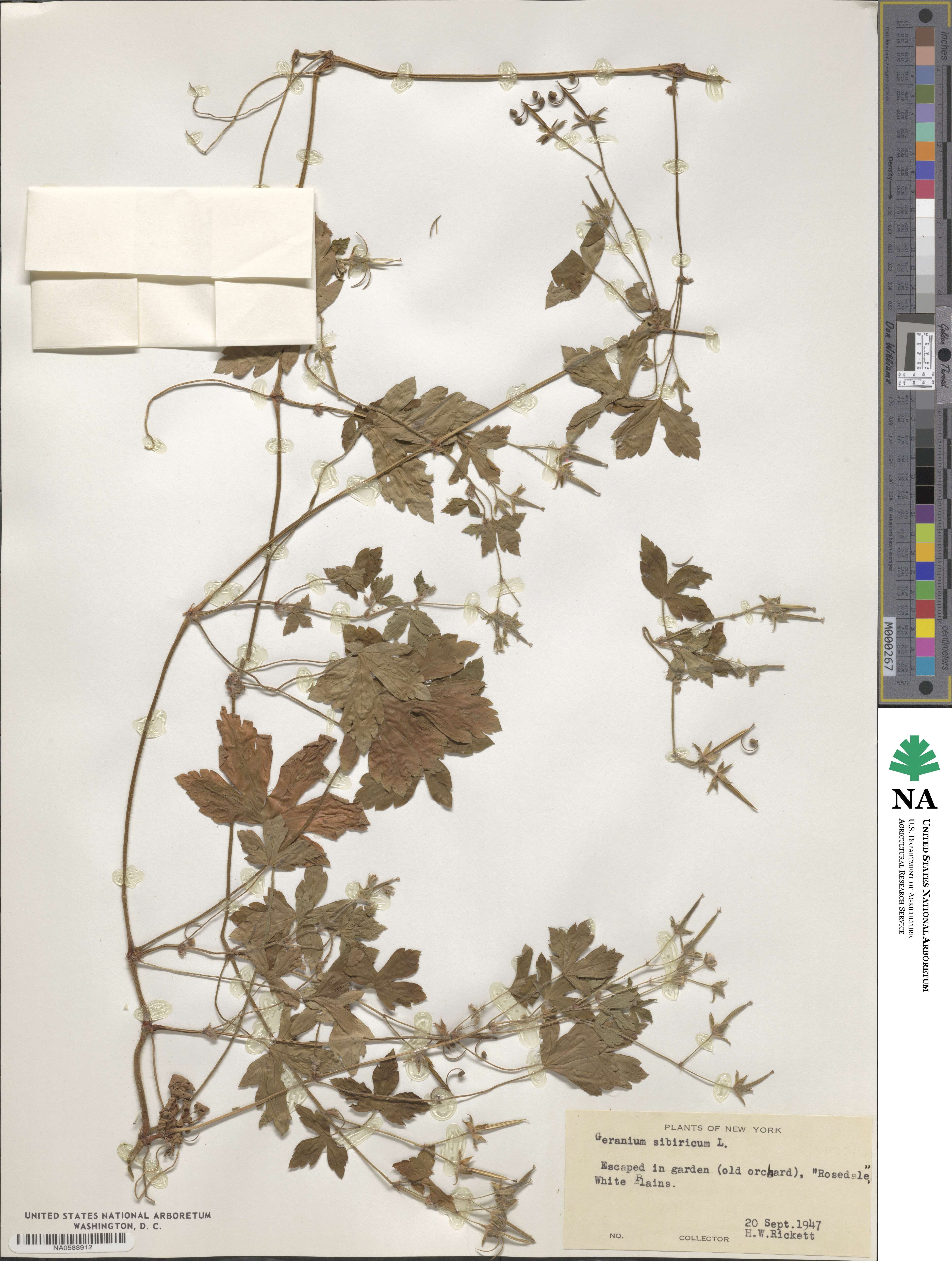 Geranium sibiricum image