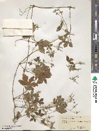 Geranium sibiricum image