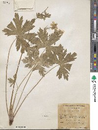 Geranium strictipes image