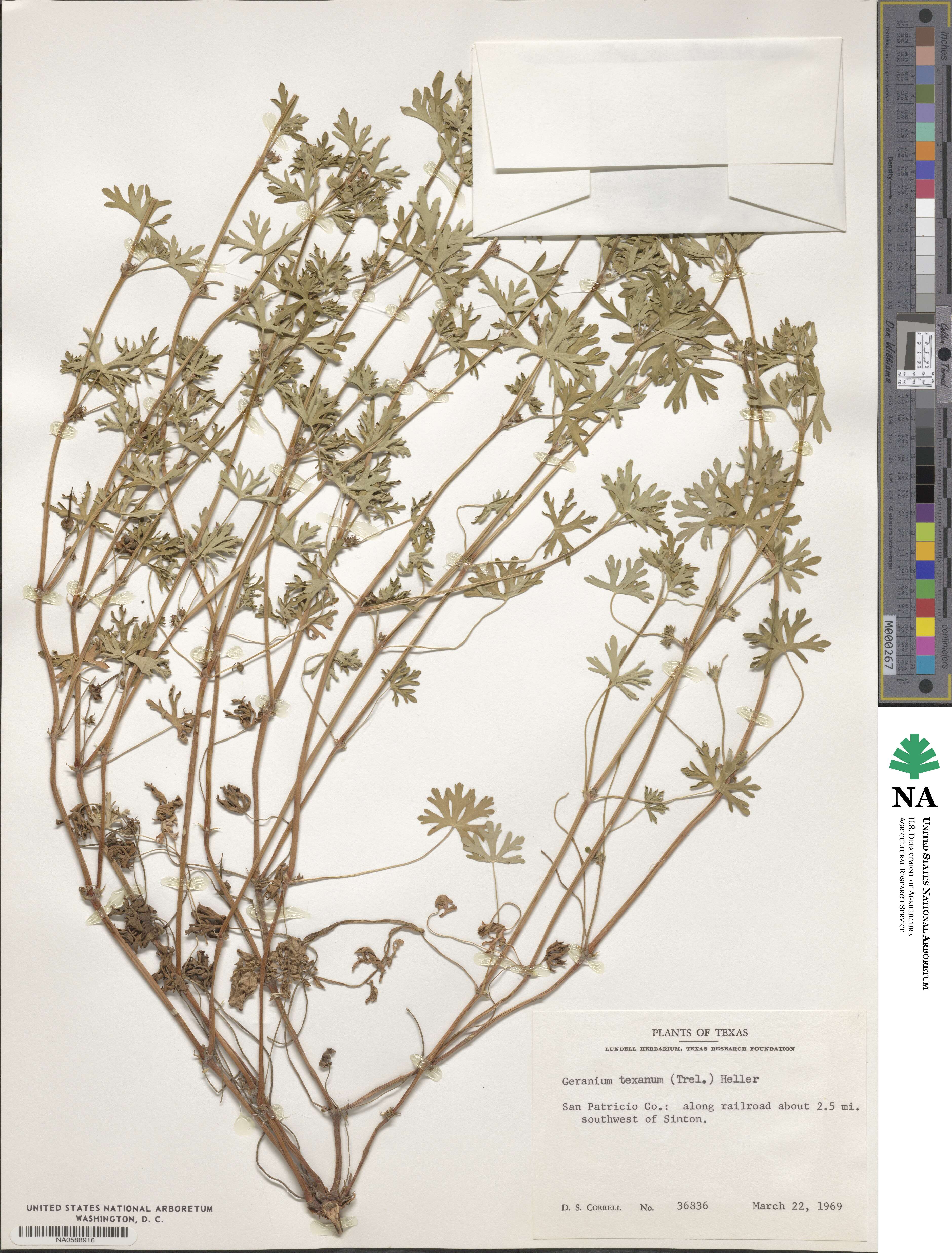 Geranium texanum image