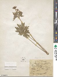 Geranium viscosissimum image