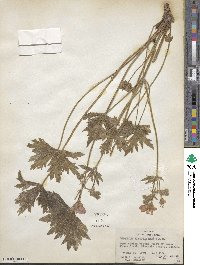 Geranium viscosissimum image