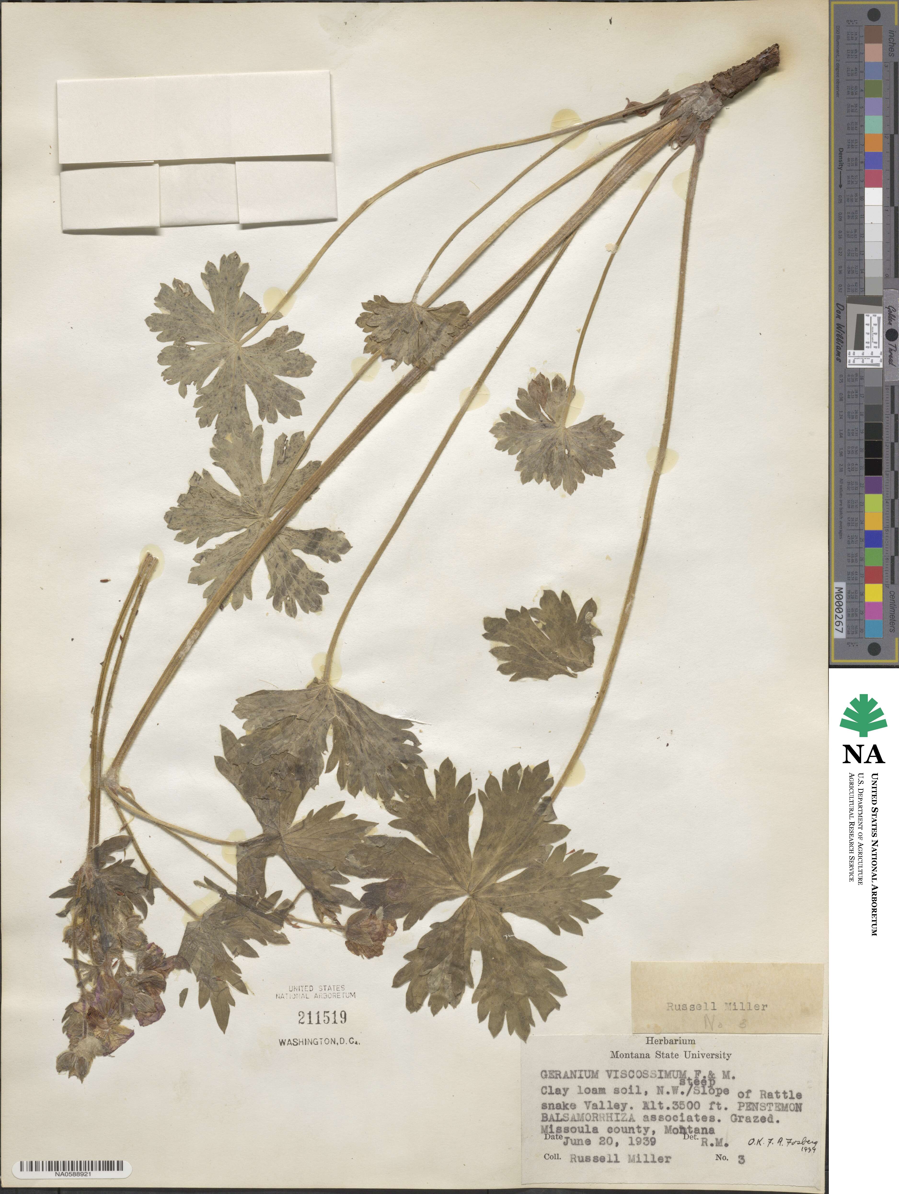 Geranium viscosissimum image