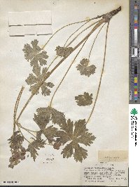 Geranium viscosissimum image