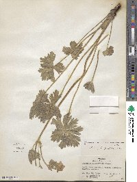 Geranium viscosissimum image