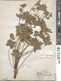 Geranium viscosissimum image