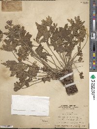 Geranium viscosissimum image