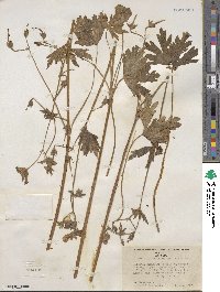 Geranium viscosissimum image