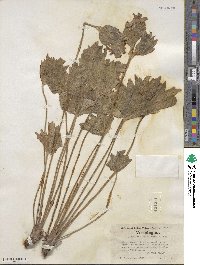 Geranium viscosissimum image