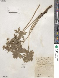 Geranium viscosissimum image