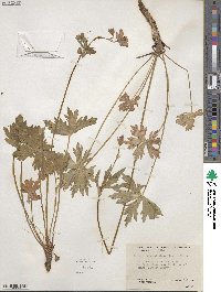 Geranium viscosissimum image