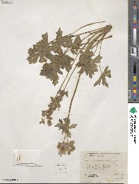 Geranium viscosissimum image