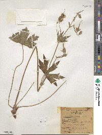 Geranium viscosissimum image