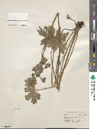 Geranium viscosissimum image