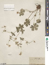 Geranium viscosissimum image