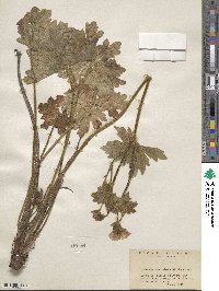 Geranium viscosissimum image