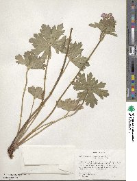 Geranium viscosissimum image