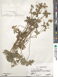 Geranium viscosissimum image