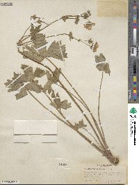 Geranium viscosissimum image