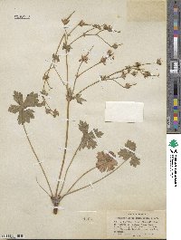 Geranium viscosissimum image