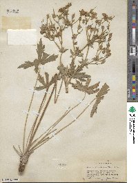 Geranium viscosissimum image